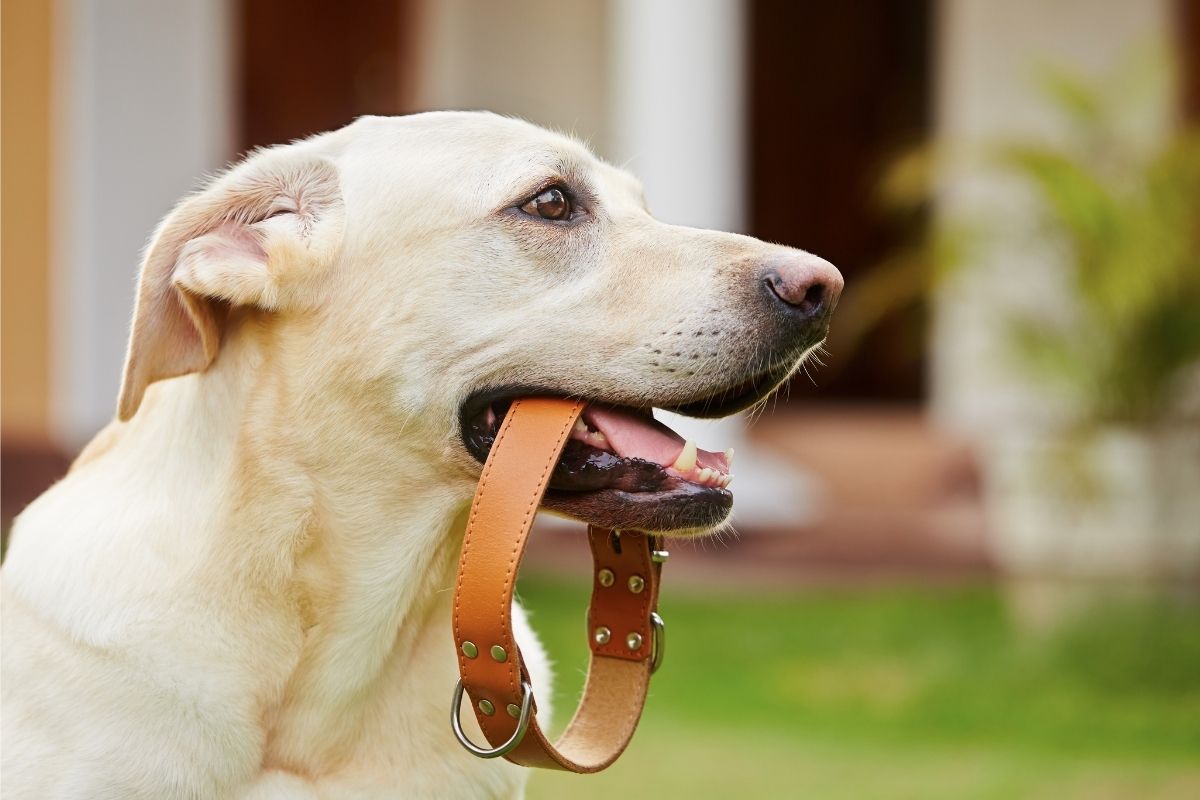 CES 2022: Invoxia Smart Dog Collar is a fitness tracker for your pet
